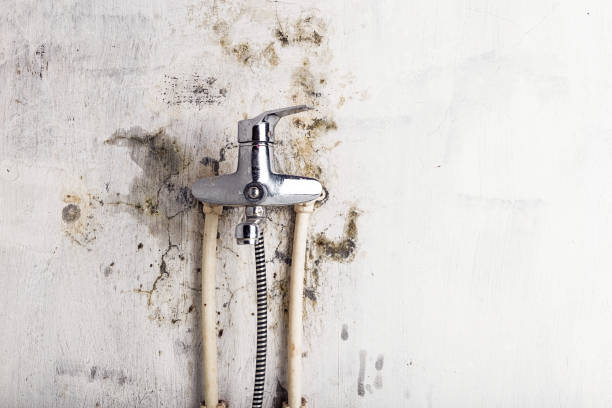 Best Same-Day Mold Removal  in Queen Anne, MD