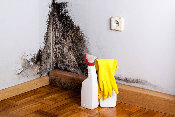 Attic Mold Removal in Queen Anne, MD