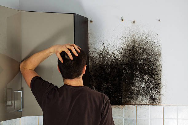 Best Office Mold Removal Services  in Queen Anne, MD