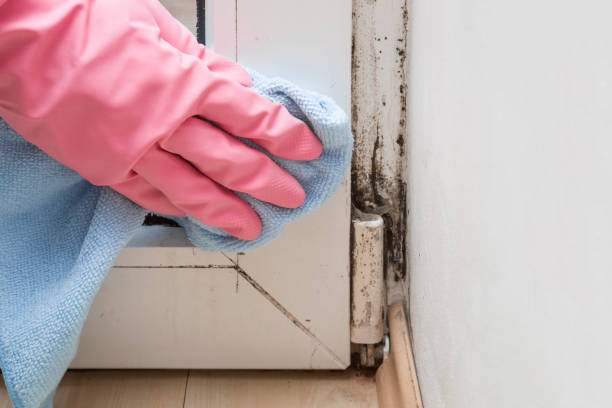 Professional Mold Removal in Queen Anne, MD